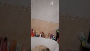 Кот какает в ванну