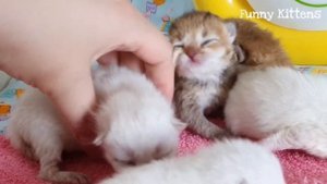 Крошечные новорожденные Котята кошки Евы | 5 дней от рождения | Сонные малыши