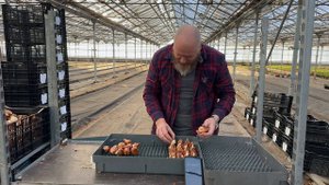 Как накалывать луковицы тюльпана в гидропонном лотке.