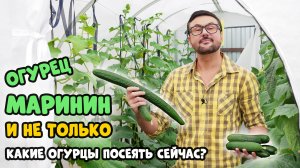 Огурец в честь Рыкалиной, какой он? 6 огурцов, которые завалят урожаем.