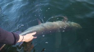 She Went Musky Fishing ALONE in Canada - TOTAL CHAOS!!!