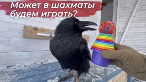 Домашние дела, учеба, прогулка и сон у вОрона Гоши