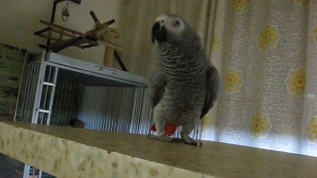 Жаклин нонстоп.wmv смотреть онлайн