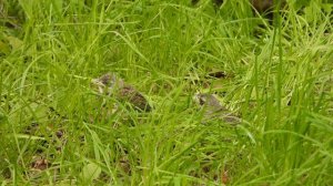 Птенцы дроздов рябинников (Turdus pilaris) . Надо ли помогать птицам во время заморозков.