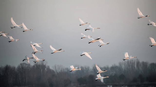 К. Никольский - Птицы белые мои (cover) смотреть онлайн