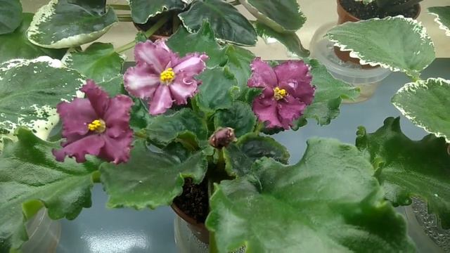 Виртуальная выставка фиалок смотреть онлайн