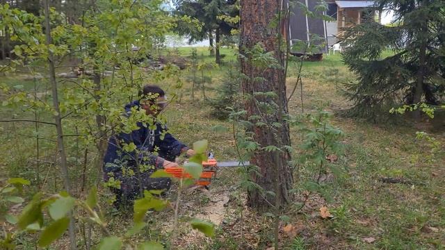 Пилим с друзьями сухие деревья на участке в деревне Деулино в Рязанской области, май 15.05.2022г.