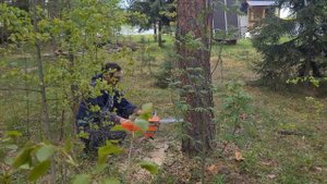 Пилим с друзьями сухие деревья на участке в деревне Деулино в Рязанской области, май 15.05.2022г.