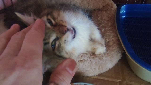 Кошечка Милаша