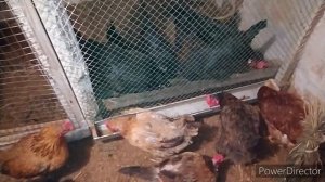 чтобы куры хорошо неслись?! чем  кормить кур несушек?? мои куры