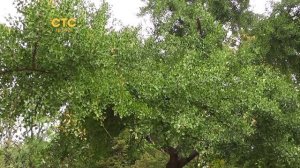 Загадки Природы Гинкго Билоба