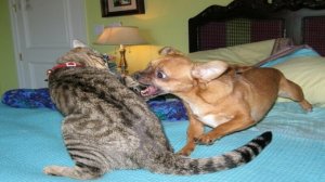 ? Веселая жизнь котов! ? Подборка смешных котов для хорошего настроения! ?