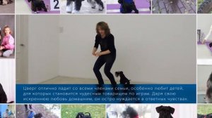 Дрессировка цвергшнауцера
