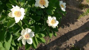 Цветение Пиона Млокосевича, первый весенний пион ).
