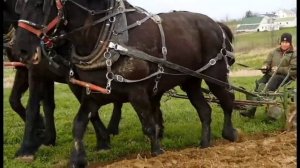 Amish Farmer Plowing with Percheron Horses