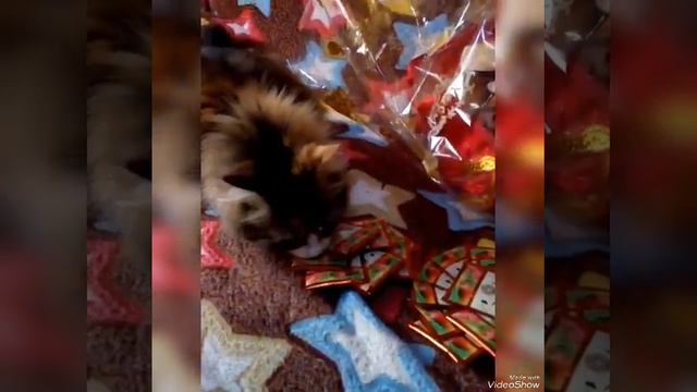 КОТОФИЛЬМ: ПРАЗДНИК  КОТОРЫЙ НЕ ЗАКАНЧИВАЕТСЯ ДЛЯ .... Sheryмур💋