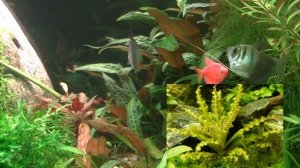Аквариумные растения переднего плана. Aquarium plants foreground
