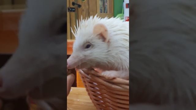 Кормим ежика - альбиноса! ? смотреть онлайн