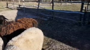 Найда. Новый житель Черничного хутора. Из цикла"Воспоминание"