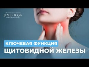 Ключевая функция щитовидной железы