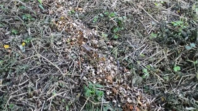 утилизация кустов и веток смотреть онлайн