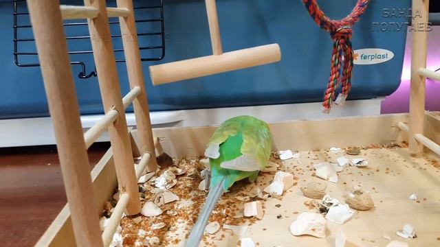 Обзор игровой площадки для волнистого попугая ? смотреть онлайн