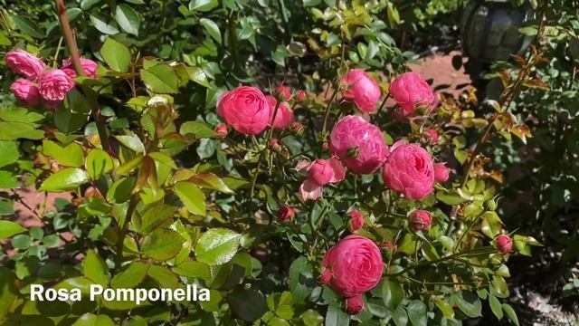 РОЗЫ. ВСЁ, ВСЁ О РОЗАХ!!! смотреть онлайн