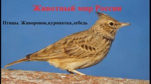 Птицы. Жаворонок,куропатка,лебедь