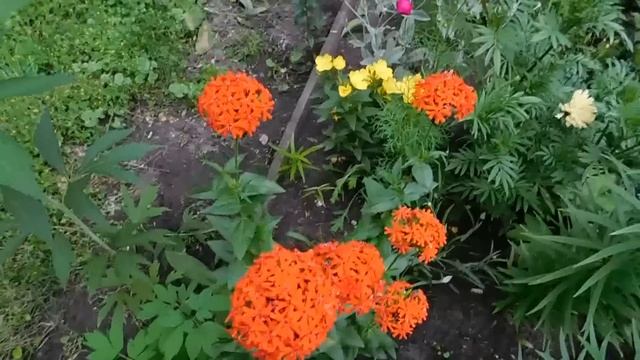 ?Лихнис ! Неприхотливый многолетник ! ?