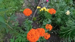 ?Лихнис ! Неприхотливый многолетник ! ?