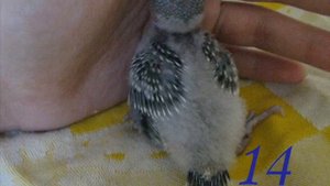 от 0 до 30 развитие птенца