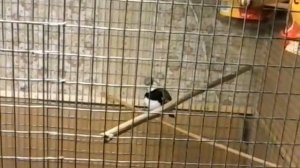 Бриллиантовая амадина поет