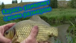 Июль.  Карась клюёт . Клёво. перед дождём. Как покормишь...