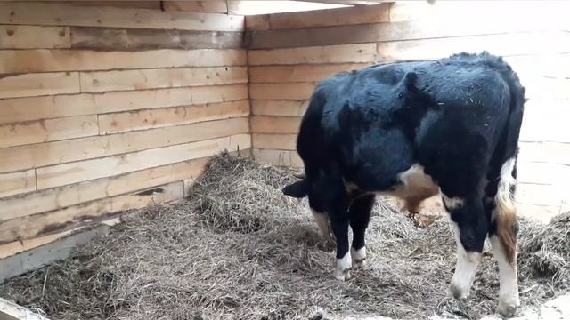 Наш бык Атаман//Готовимся к забою быка//Цены на говядину растут!
