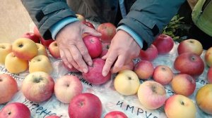 Вкусные яблоки, которые долго хранятся