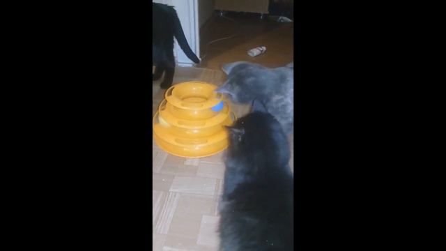 Подборка смешных котиков 2020 смотреть онлайн