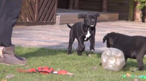 11 Wochen alte Cane Corso Hündin aus Bonita & Paolo.