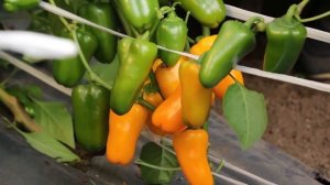 ПЕРЕЦ ЛИСИЧКА ЖЕЛТАЯ обилие сахарных миниатюрных плодов. Гариш.