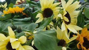 Символ подсолнуха. Что этот цветок приносит.