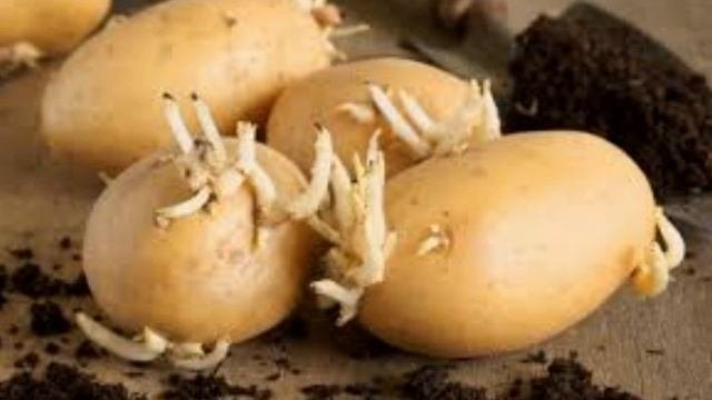 ПРОРАЩИВАНИЕ КАРТОФЕЛЯ ПЕРЕД ПОСАДКОЙ.3 ЭФФЕКТИВНЫХ СПОСОБА.