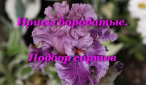Ирисы бородатые. Подбор сортов