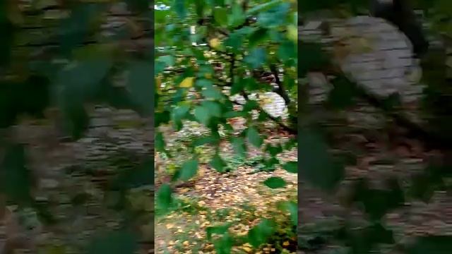 Можевельник в саду смотреть онлайн