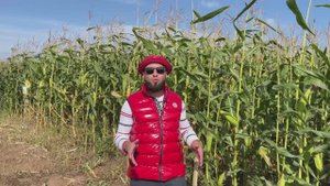 "Кукурузный" День Поля-2023. Испытания гибридов кукурузы в "Красногорском" (Дороничи)