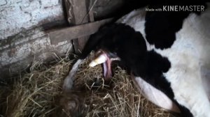 🐄 Отёл коровы.🐄