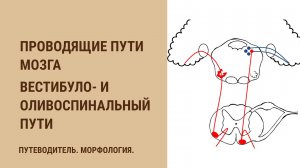 Проводящие пути мозга. Вестибулоспинальный путь. Оливоспинальный путь