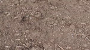 Коп в Крыму 2021 / монеты Крымского ханства, находки на исчезнувшем селе (XP Deus в деле)