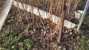 Осенняя обрезка малины