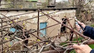 Дерево виноград .Как отрезат правильно.дерево виноград.