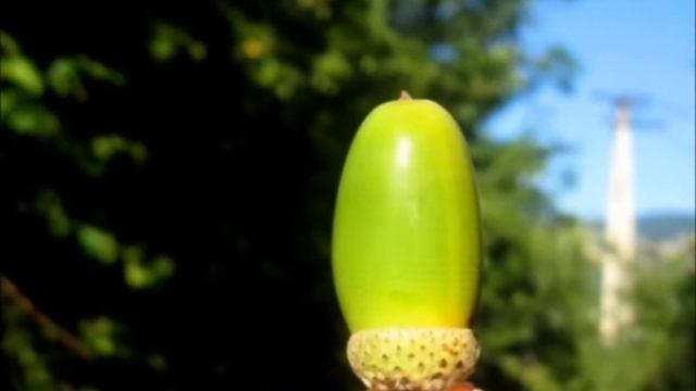 "Как хорошо в лесу" - Владимир Полуничев смотреть онлайн