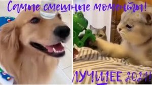 Смешные кошки и собаки 2022! - Лучшие приколы с котами №8